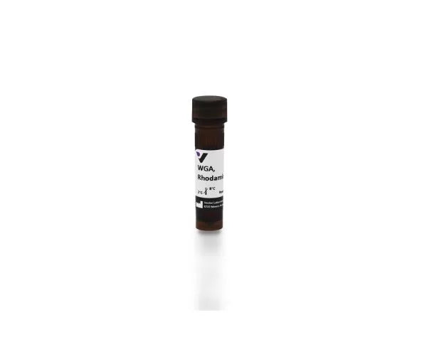Wheat germ agglutinin (WGA), Rhodamine labeled