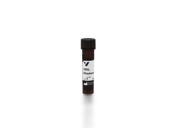 Dolichos biflorus agglutinin (DBA), Rhodamine labeled