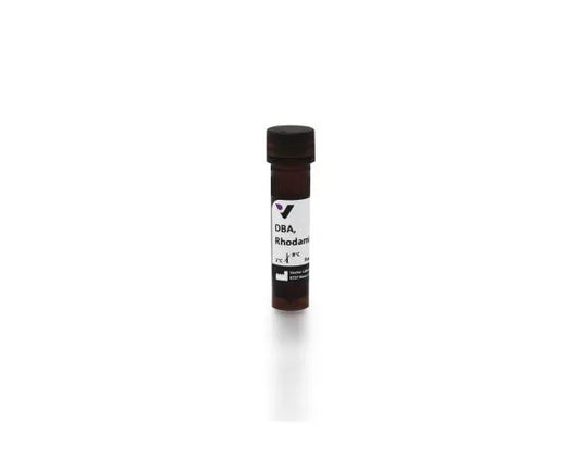 Dolichos biflorus agglutinin (DBA), Rhodamine labeled