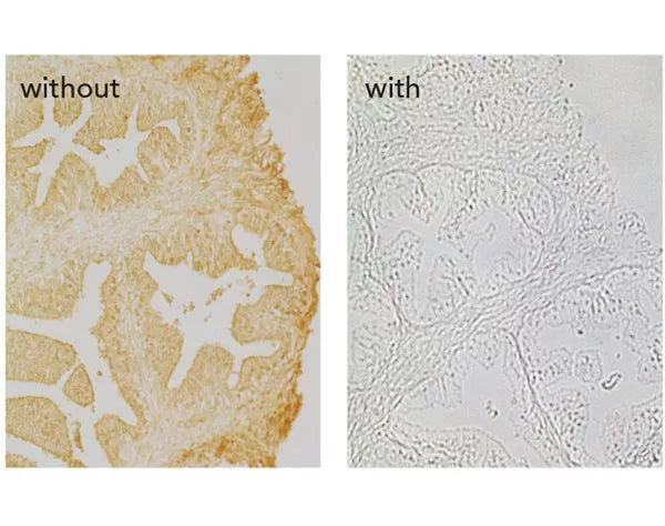Image of VECTSP5035 - R.T.U. Animal-Free Block and Diluent