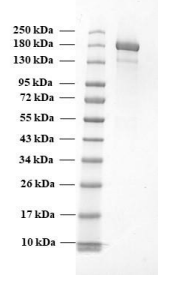 ***SARS-CoV-2 trimeric soluble full-length Spike protein, Alpha variant, S protein, 100 µg