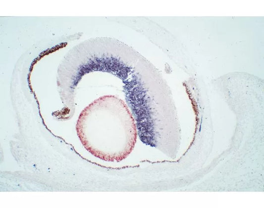 Vector M.O.M. Kit (Mouse-On-Mouse Immunodetection), Peroxidase